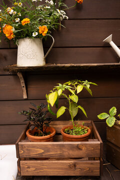 Green seedlings and young plants in wooden crate with white frame on rustic dark wooden surface. agriculture, organic farming, sustainability. eco-friendly growing, natural cultivation, garden prepara