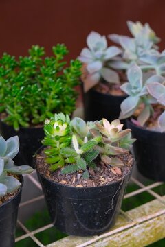 Vibrant mix of various succulent species and mini cacti planted together in a decorative planter, perfect for home and garden decoration