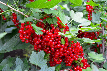 Red Currants Growing on Bush, Ribes rubrum © Irina