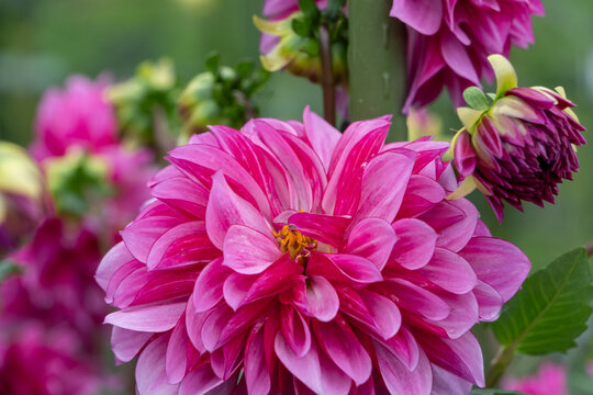 Close Up Pink Dahlia Flower Blooming in Garden in Autumn Sunlight with Copy Space