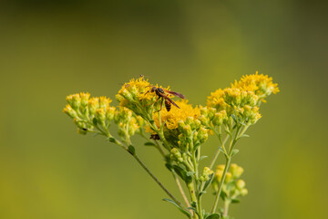 Paper wasp gathering nectar from a blooming goldenrod plant on a summer day on an Iowa prairie, with a blurred green background.  © Katie