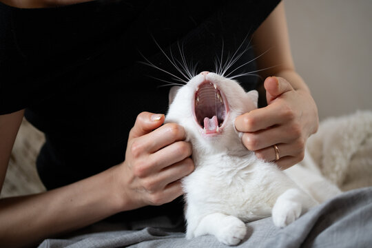 飼い主に顔を撫でられて大あくびをする白猫