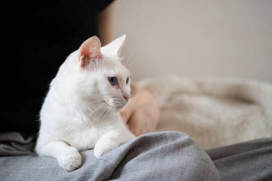 飼い主の膝の上でくつろぐ美しい白猫