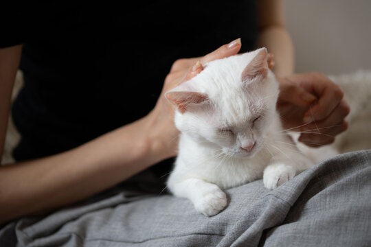 飼い主に頭を撫でられて目を閉じリラックスする白猫