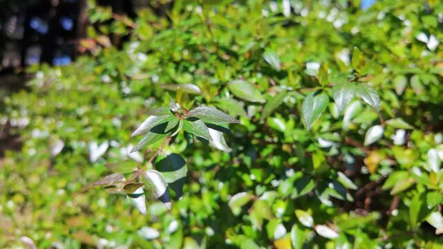 Glossy abelia leaves catch bright sunlight on a dense green shrub in a sunny garden.
