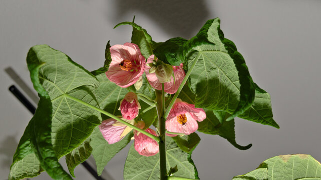 Pink flowers and numerous developing buds clustered among green leaves on a flowering Abutilon houseplant.