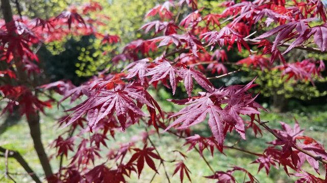 Deep red Japanese maple leaves cluster on delicate branches inside a sunlit autumn garden.