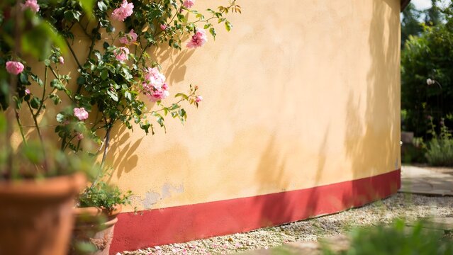 Yellow wall of a house with a red base and a climbing rose bush in a garden