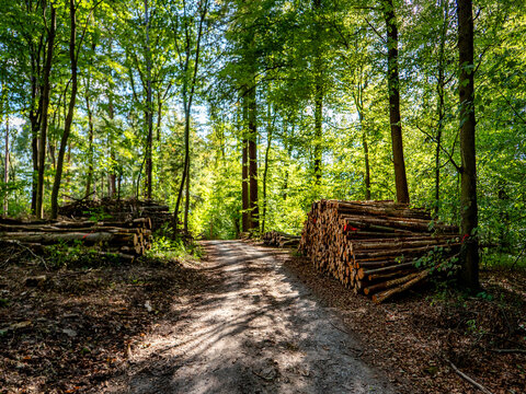 Markierte und abholbereite Baumst&auml;mme im Wald