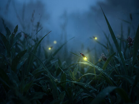 Glowing fireflies in tall dark grass during a mystical foggy night.
