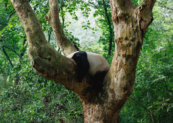  Giant panda heye sleeping on the tree,China © lzf
