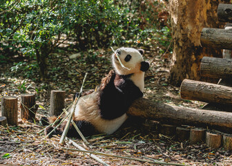  Giant panda in the zoo,China © lzf