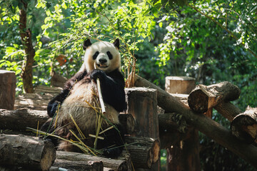 Giant panda in the zoo,China © lzf