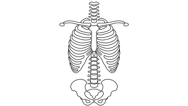 Human Ribcage and Spine white background.