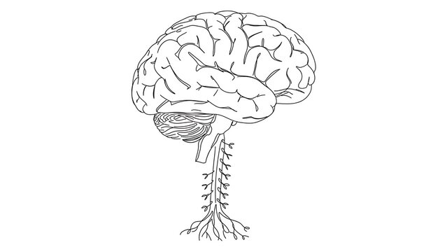 Human Brain Anatomy white background.