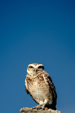 owl - coruja 