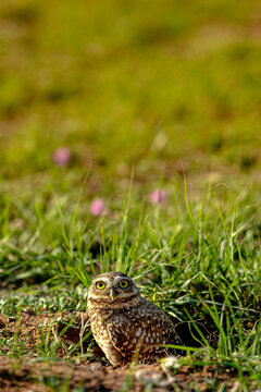 small bird owl on the grass - coruja