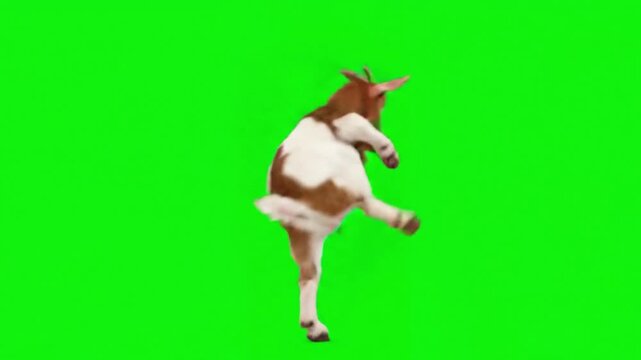 Funny Dancing Goat on Green Screen &ndash; Cute Goat Performing Energetic Dance