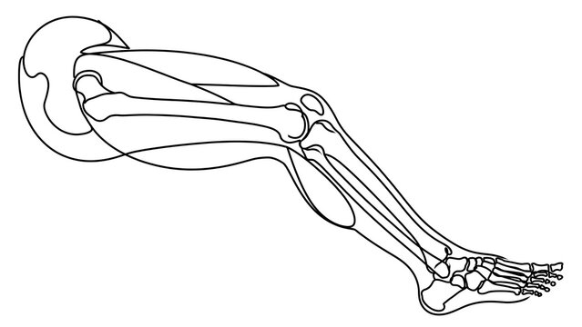 Human Leg Bones Anatomy white background.
