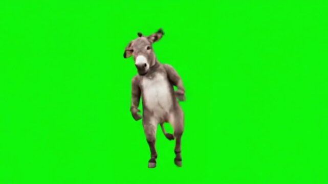 Funny Dancing Donkey on Green Screen &ndash; Cute Donkey Performing Energetic Dance