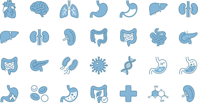 Anatomical blue human organs and biology outline icons collection set for medical applications.