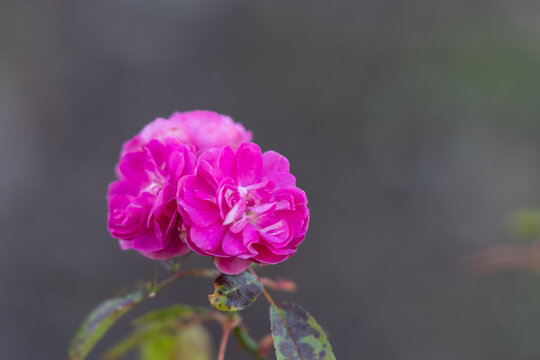 Close Up Dark Pink Rose Flower Blooming in Soft Spring Sunlight with Copy Space
