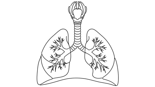 Human lungs anatomy white background.