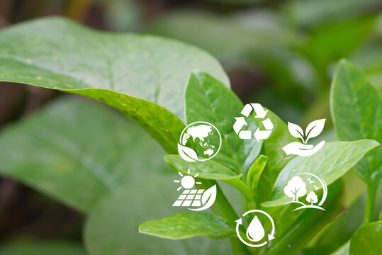 Green leaves close up in a natural forest, concept of harmony between mankind and nature, environmental care, clean energy and a greener world for the next generation.