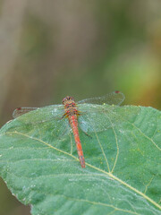 Close-up wildlife image of a common darter dragonfly displaying its distinctive reddish abdomen, delicate wings and detailed body structure. © SteveGillPhotography
