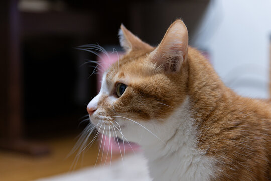 Close Up Profile of Red Tabby and White Cat Sitting Indoors with Copy Space