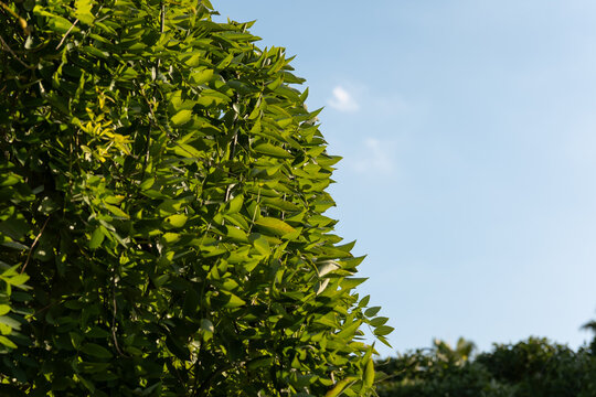 Fresh Green Tree Leaves Under Blue Sky in Early Summer Sunlight with Copy Space