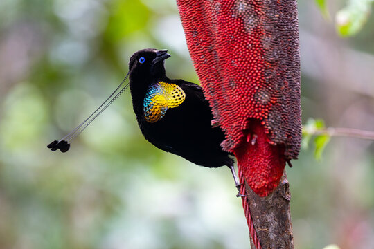 Lawes's Parotia Male Feeding on Red Tropical Fruit in Rainforest