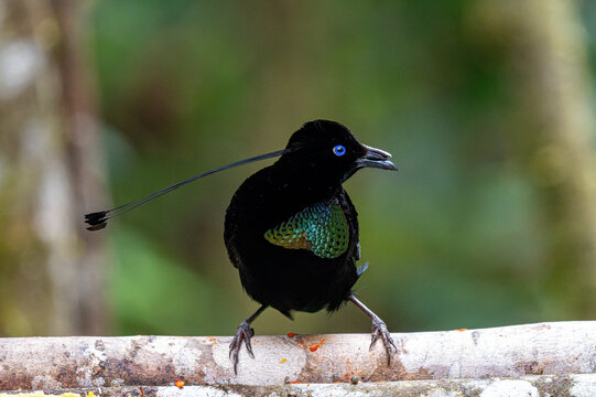 Lawes's Parotia Male Perched on Branch Showing Iridescent Green Breast Feathers