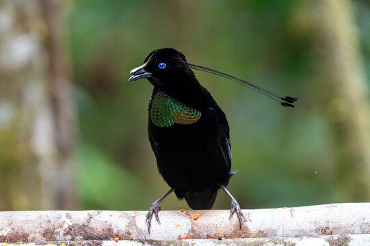 Lawes's Parotia Male Displaying Iridescent Green Breast Shield with Bright Blue Eyes