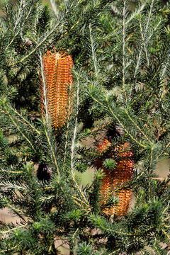 Heath-leaved Banksia (Banksia ericifolia) in flower, South Australia