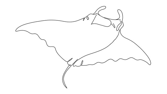 Manta Ray white background.