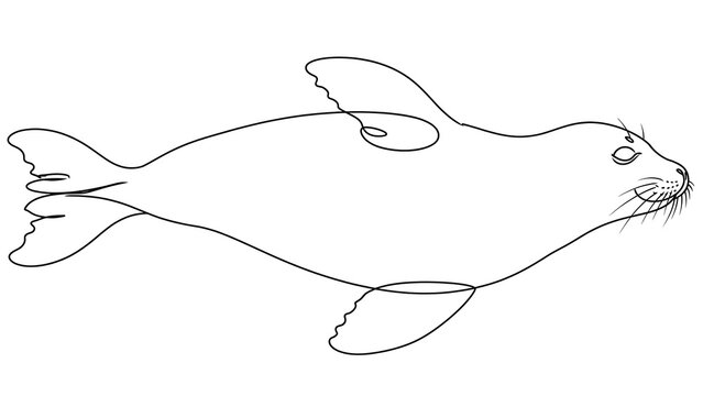 Seal swimming white background.