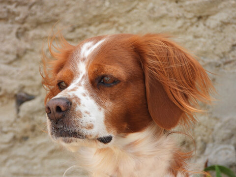 Spaniel breton