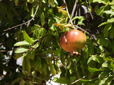 Melagrana