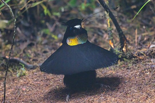 Lawes's Parotia Male's Display