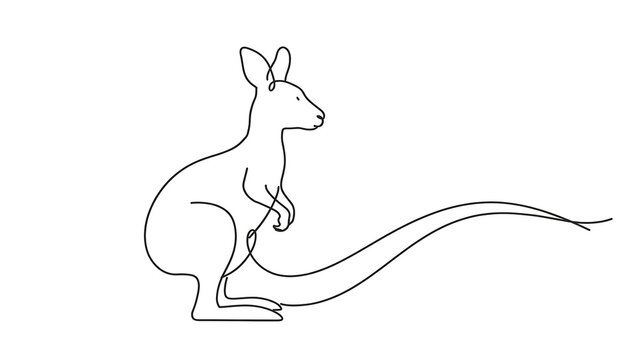 Kangaroo standing white background.