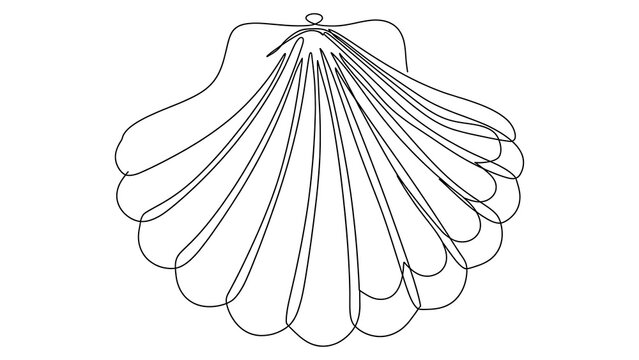 Scallop shell ornament white background.
