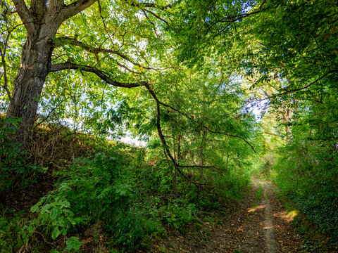 Licht und Sonnenstrahlen in einem Hohlweg