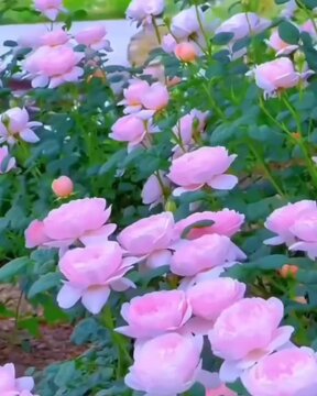 pink and white flowers