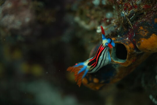 Colorful Nembrotha Purpureolineata Nudibranch Sea Slug on Coral Reef in Komodo National Park