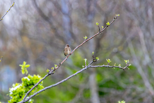 Linnet perched on a budding branch