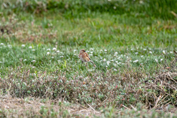 Obraz premium Linnet perched on low coastal vegetation