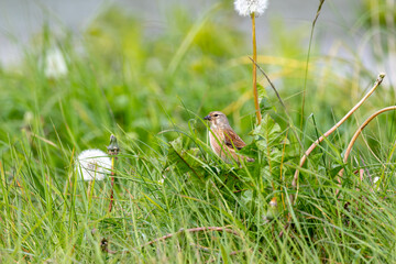 Obraz premium Linnet among grass and dandelions