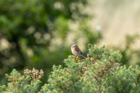 Male linnet perched on gorse