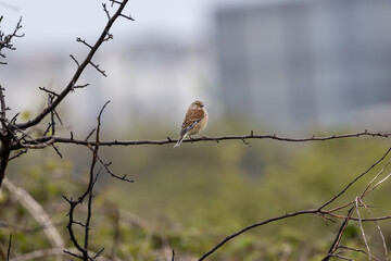 Obraz premium Linnet perched on a bare branch